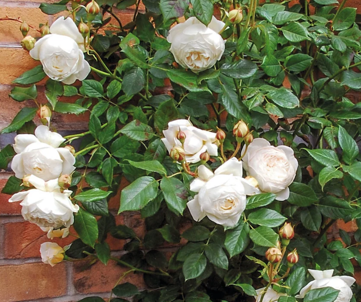 Shop David Austin Roses at Pretty Petals | Pretty Petals