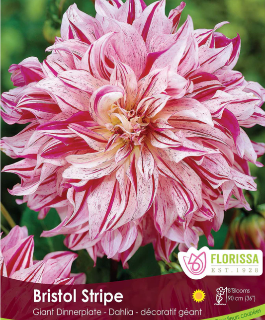 Bristol Stripe - Dinnerplate Dahlia