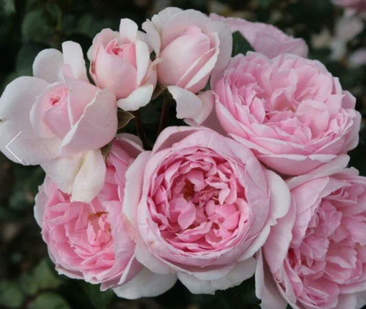 Cinderella™ Fairy Tale Rose