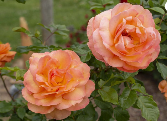 Tangerine Skies - Kordes Climbing Rose