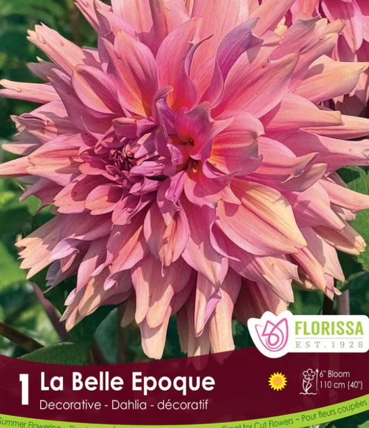 La Belle Epoque - Dahlia
