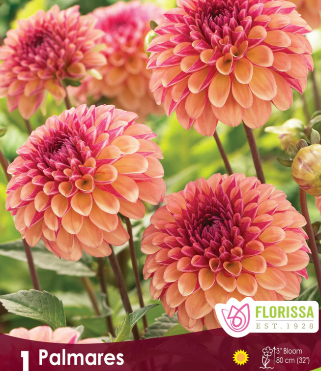 Palmares - Dinnerplate Dahlia