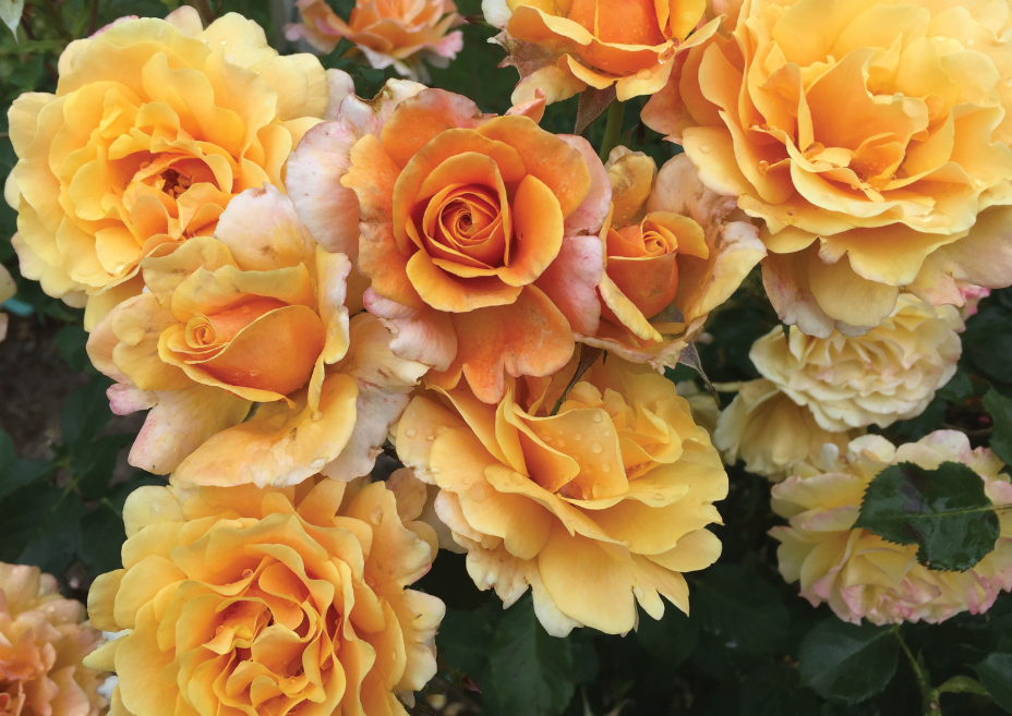 Gold & Great (Glowing Inspiration)