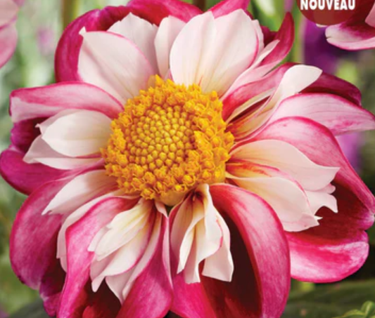 Bumble Rumble - Dahlia