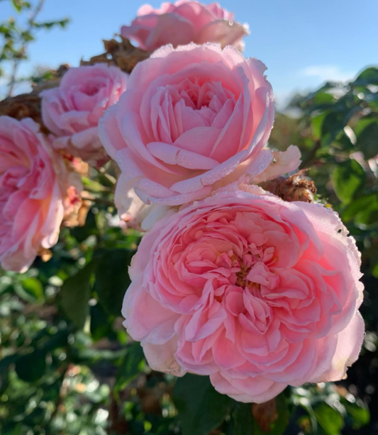 Blossomtime Climbing Rose