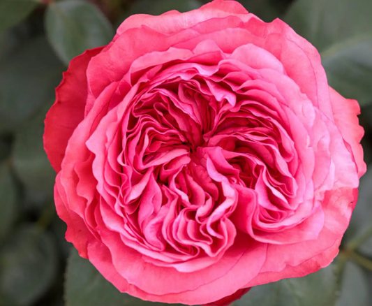 Loves Me, Loves Me Not