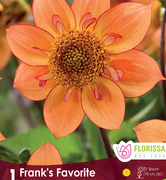 Frank's Favourite - Dahlia