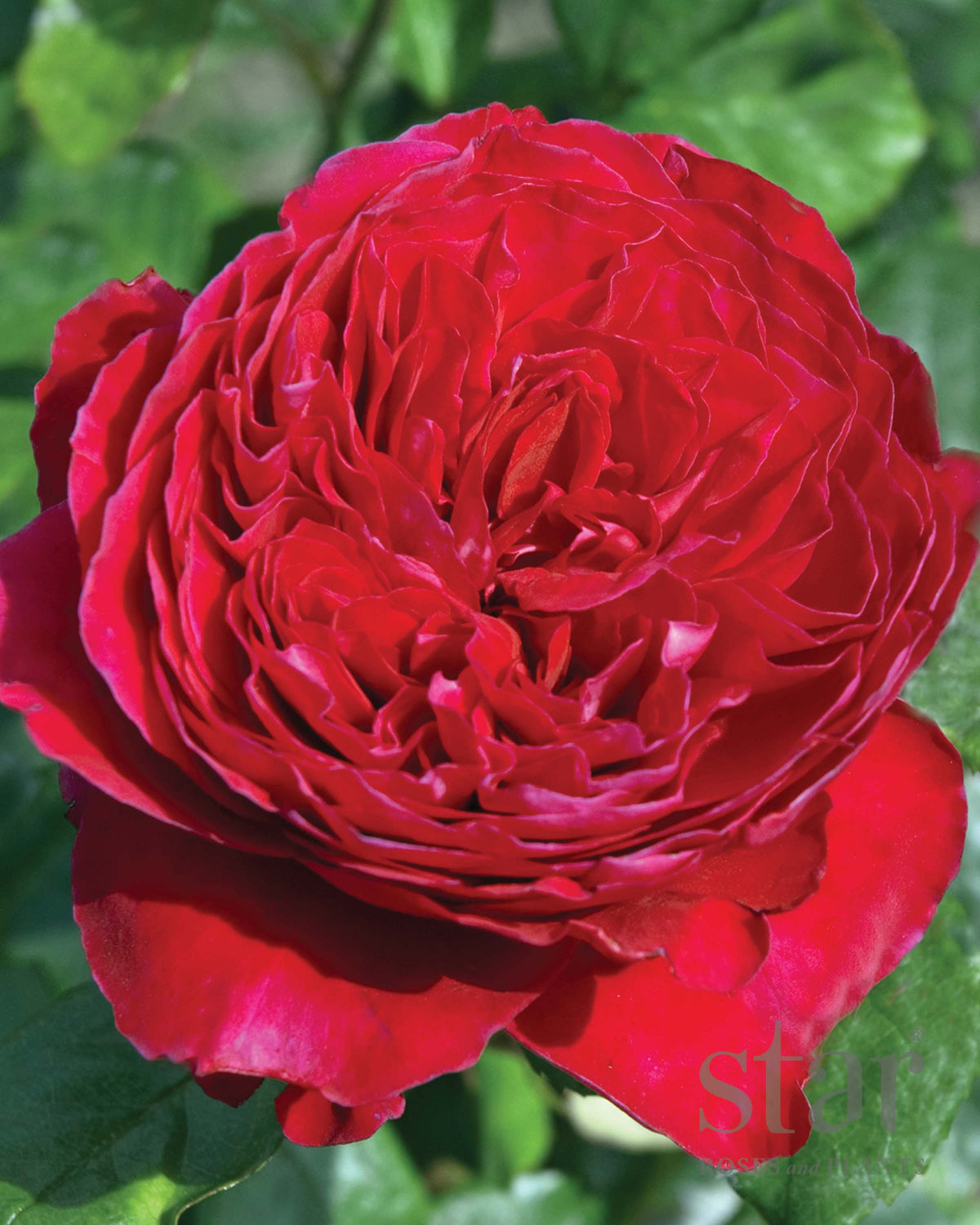 Rouge Royale