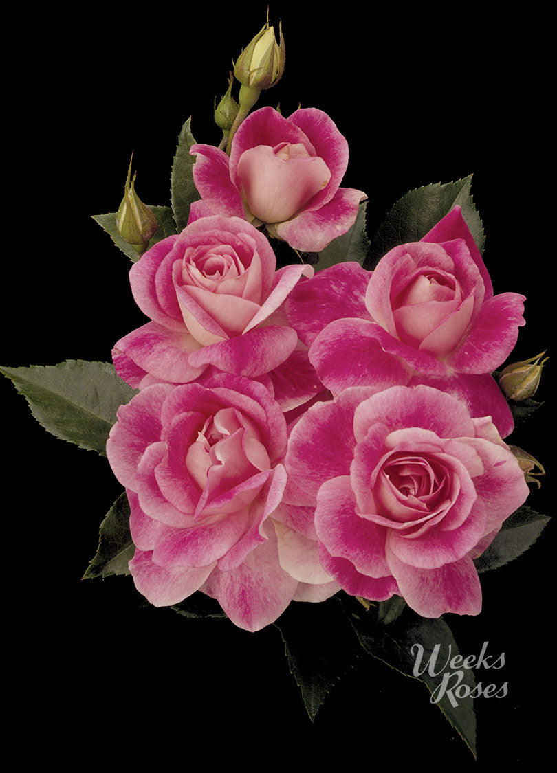 Brilliant Pink Iceberg®