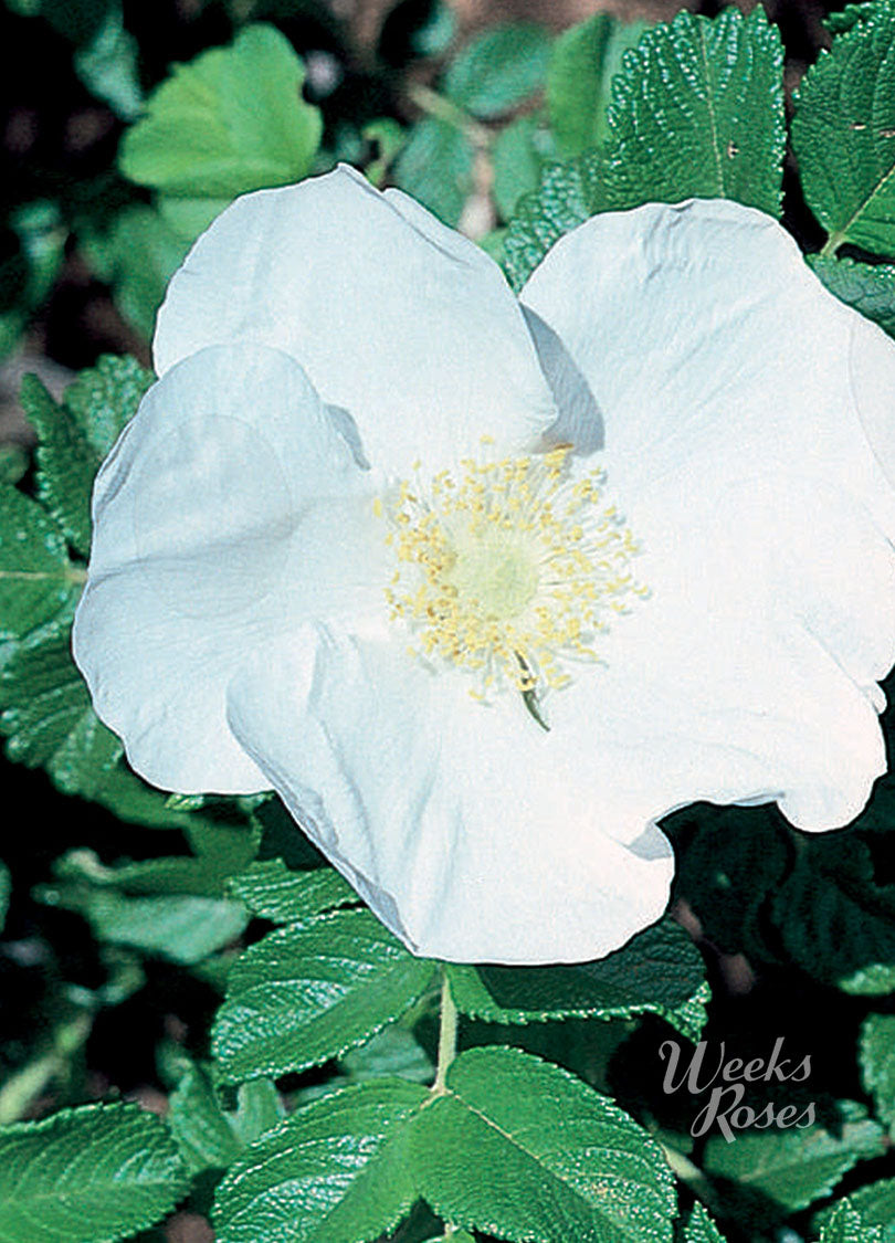 Rosa Rugosa Alba