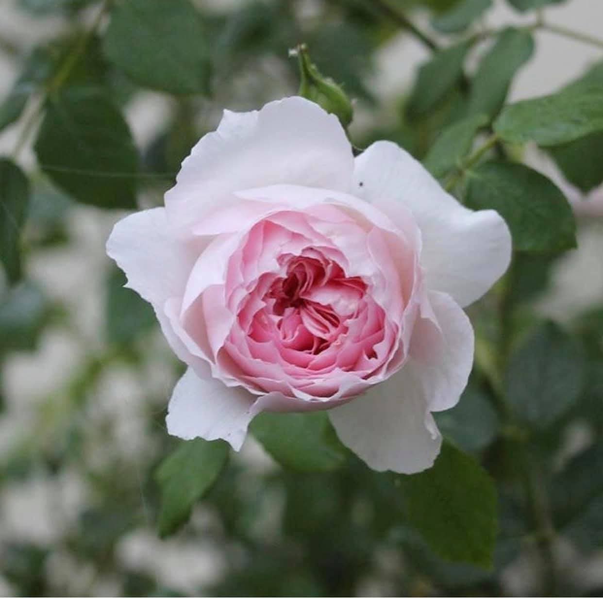 Wedgewood rose