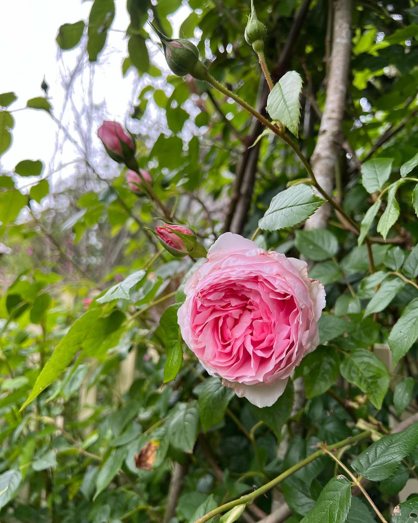 Wedgewood rose