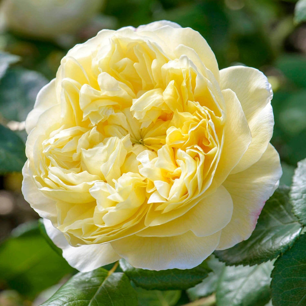 Shop David Austin Roses at Pretty Petals | Pretty Petals