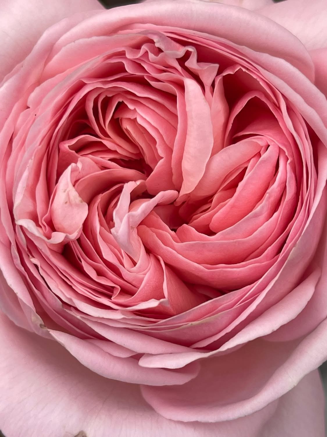 Martha Stewart **NEW**