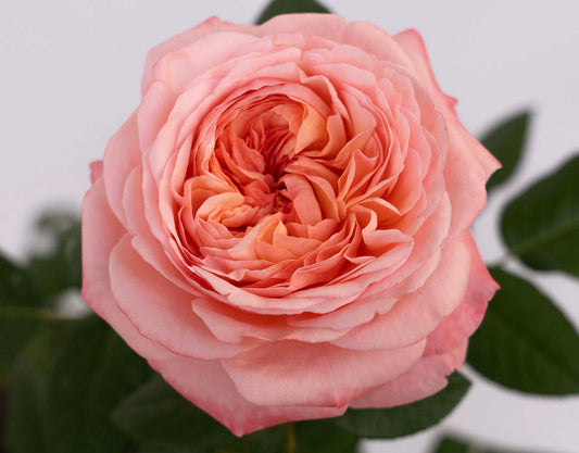 Martha Stewart