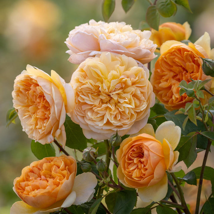 Shop David Austin Roses at Pretty Petals | Pretty Petals