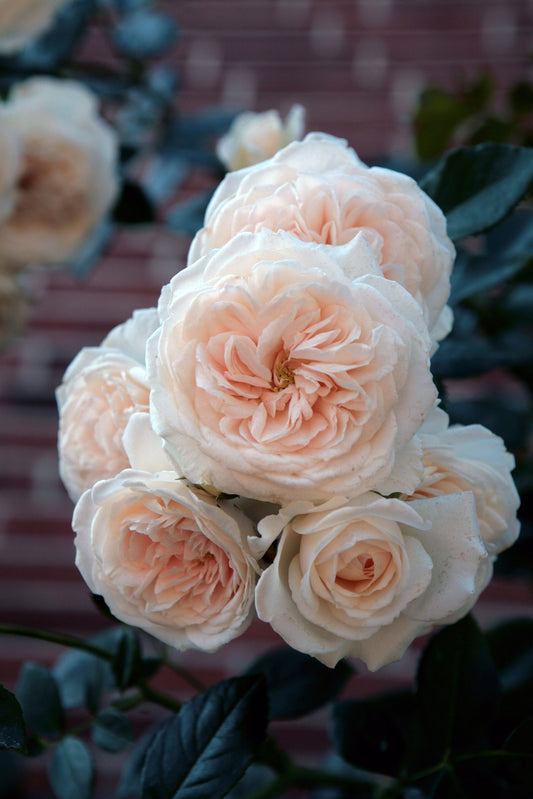 Honeymoon Arborose - Climbing rose