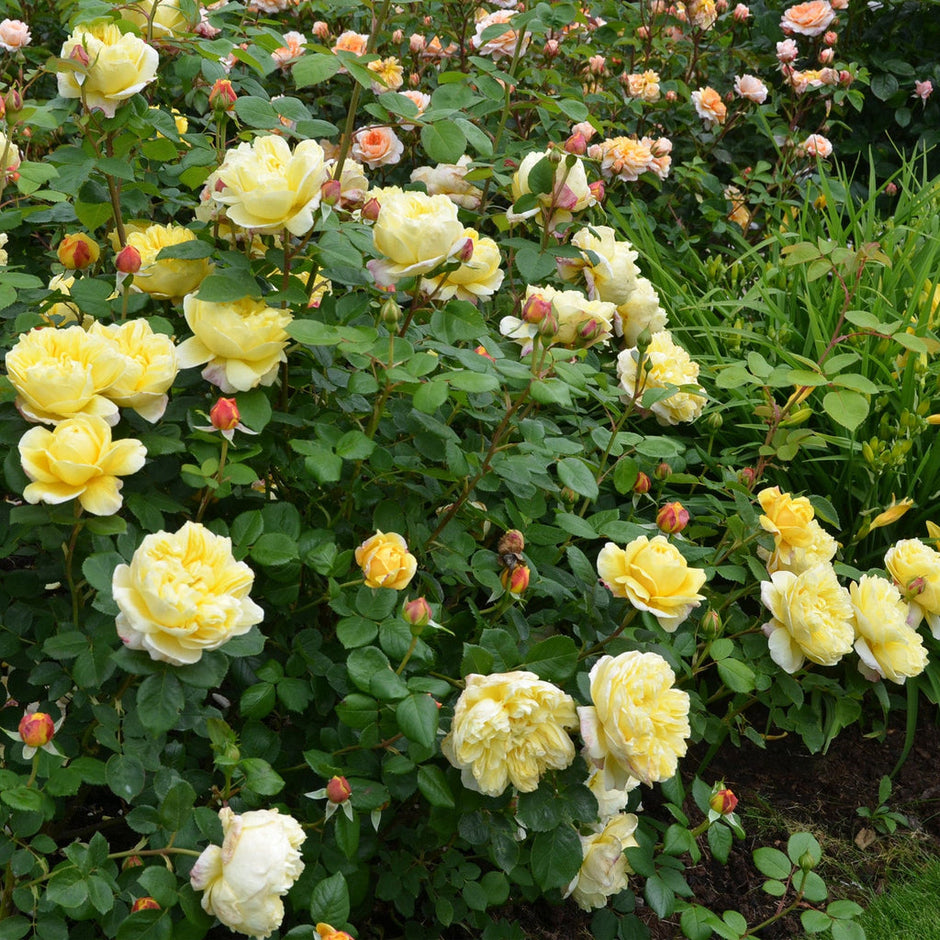 Shop David Austin Roses at Pretty Petals | Pretty Petals