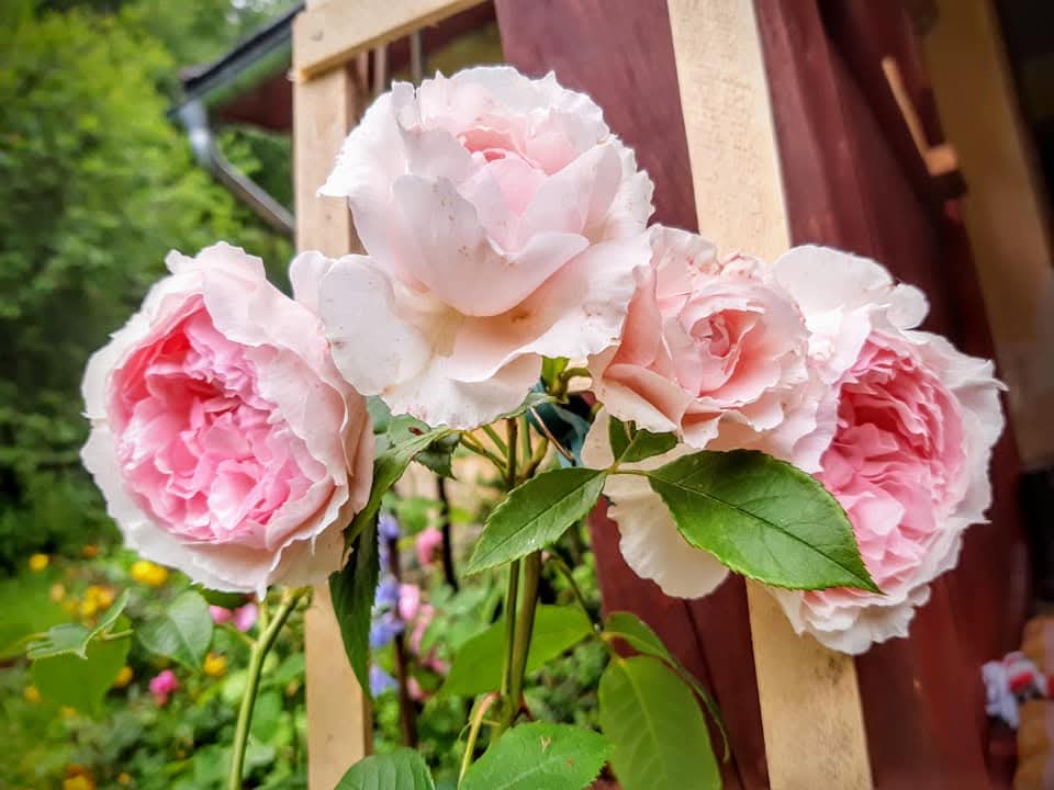 Wedgewood rose