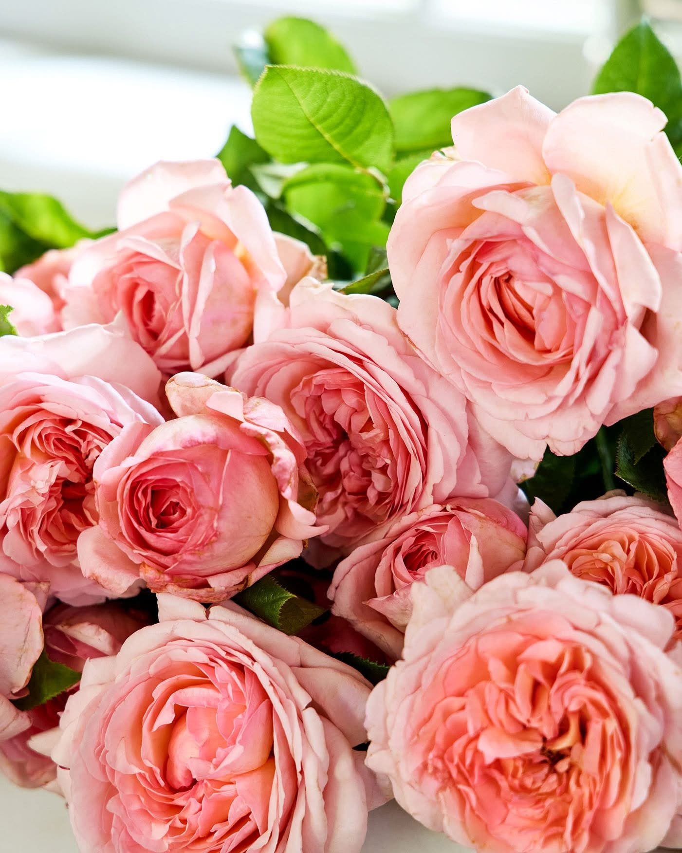 Martha Stewart **NEW**