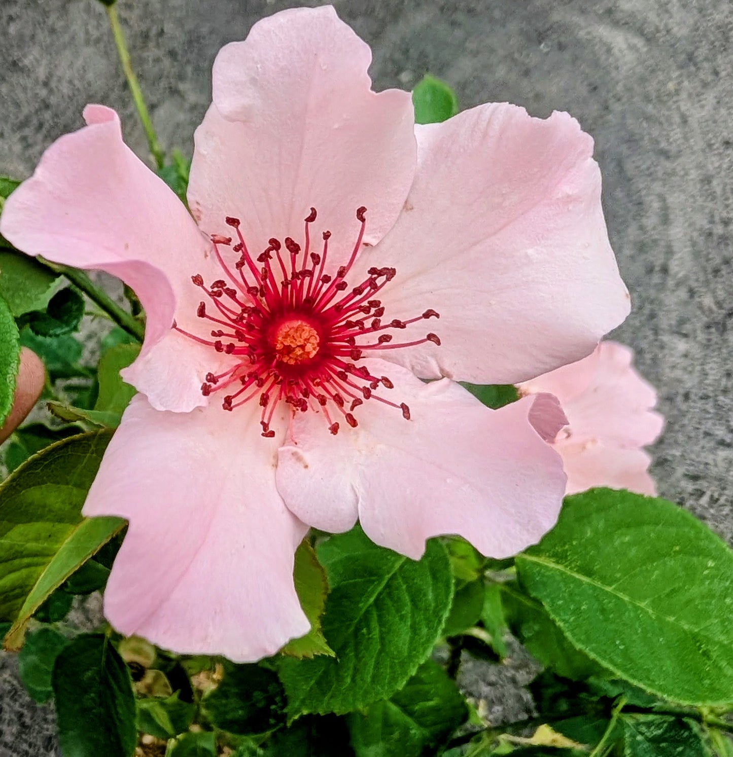 Dainty Bess