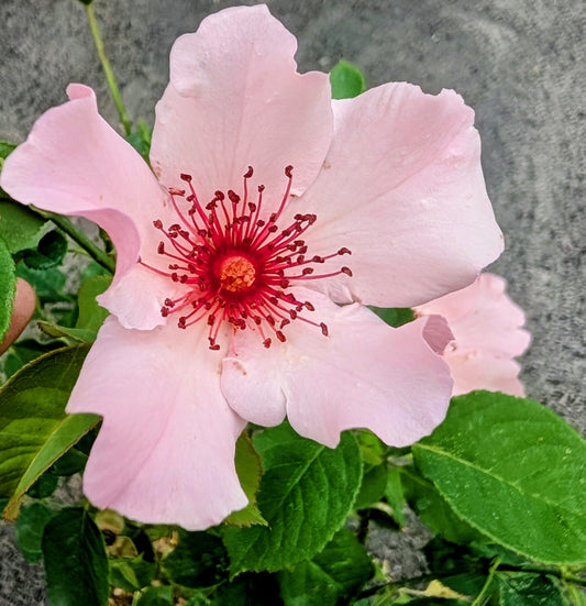 Dainty Bess