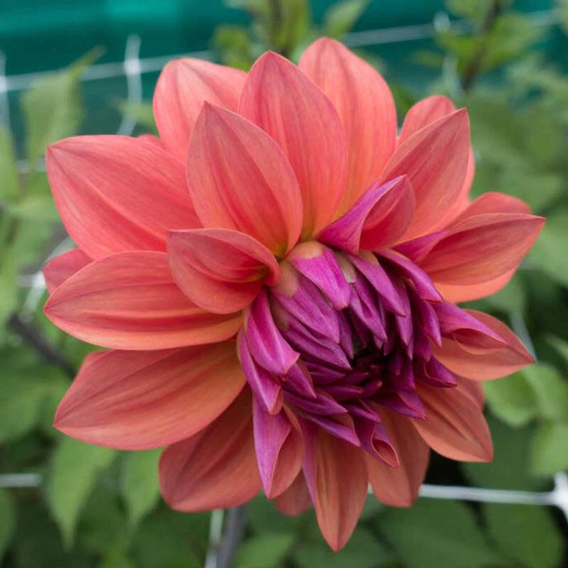 American Dawn - Dahlia