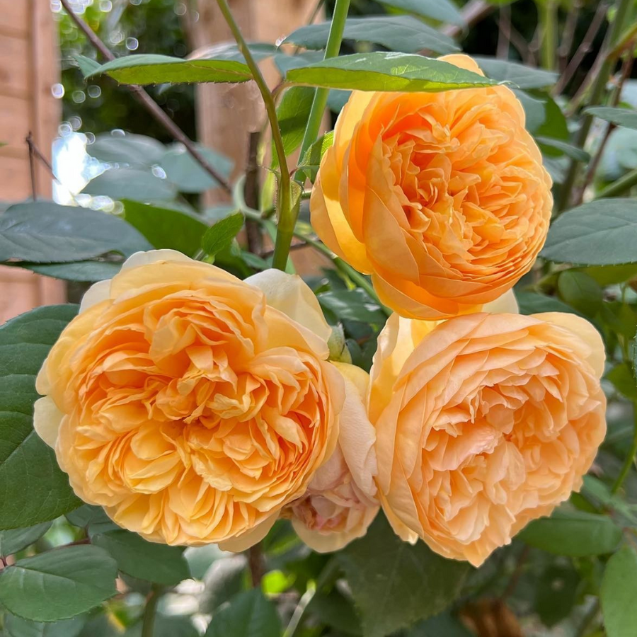David Austin Lemon Roses Shop David Austin Roses at Pretty Petals | Pretty Petals