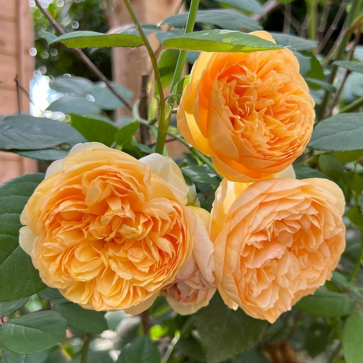 Shop David Austin Roses at Pretty Petals | Pretty Petals