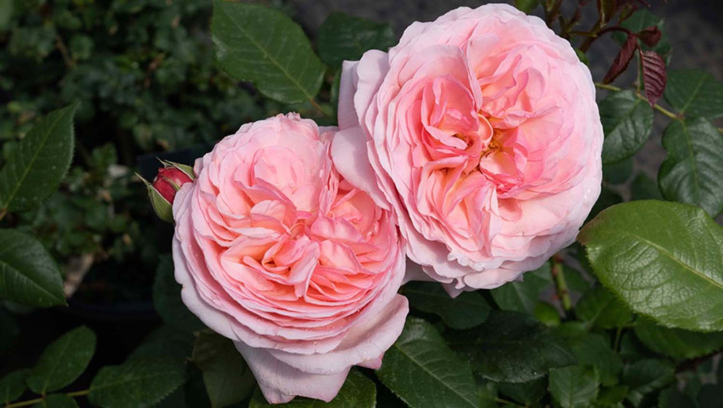 Martha Stewart **NEW**