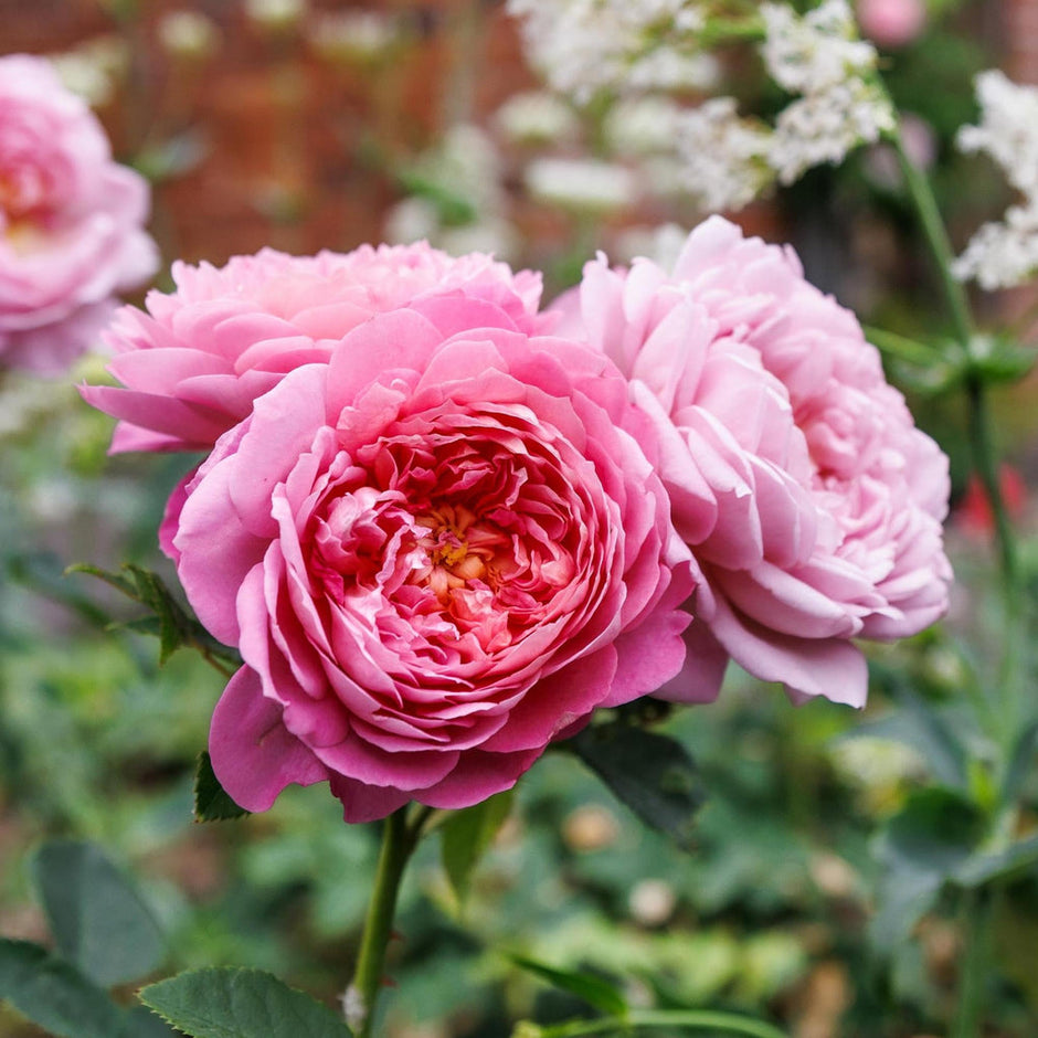 Shop David Austin Roses at Pretty Petals | Pretty Petals