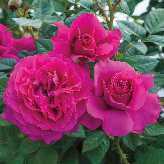 Wweks Roses Shop Weeks roses at Pretty Petals | Pretty Petals