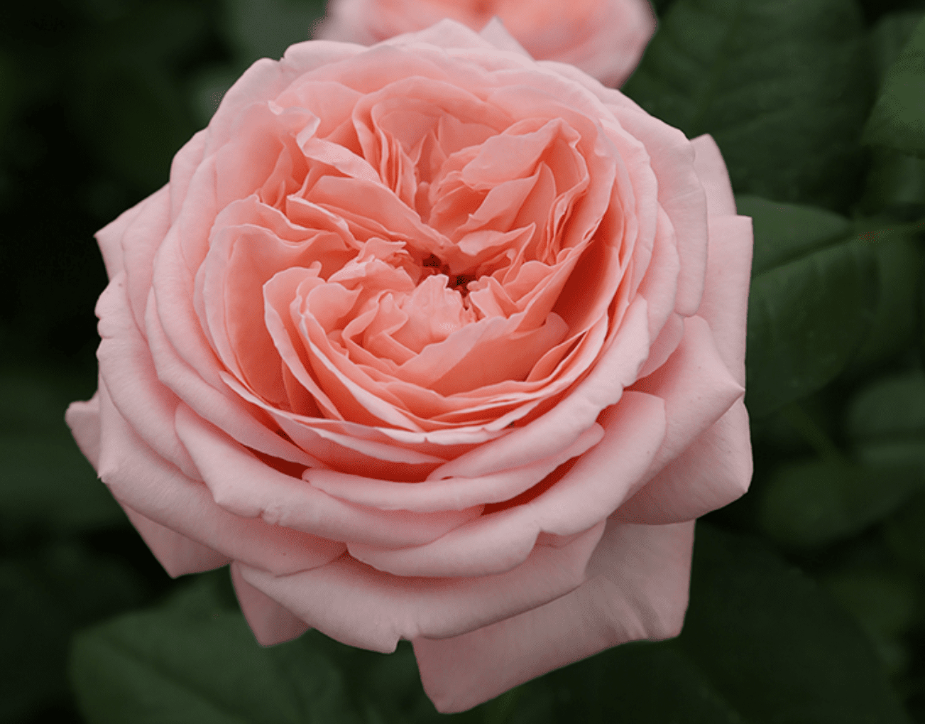 Martha Stewart **NEW**