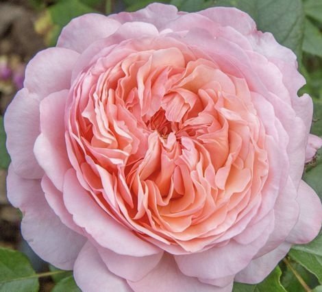 Martha Stewart **NEW**