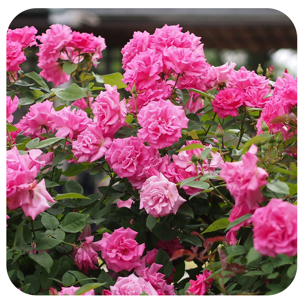 Zephirine Drouhin - Climbing Rose